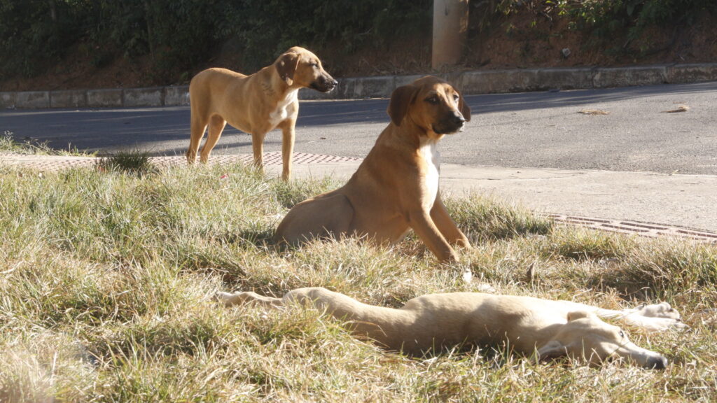 Bora Bicho: Zilah Spósito recebe projeto de castração gratuita para cães e gatos
